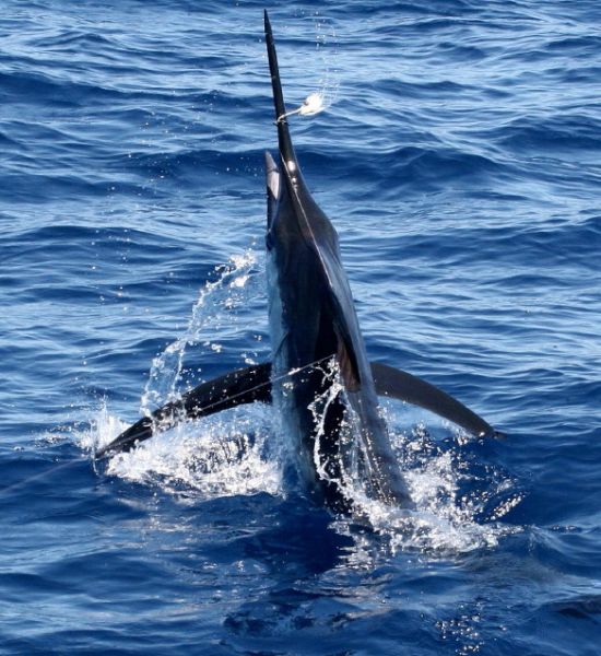 Interclub 2011: Mixed conditions, 240 marlin T&R